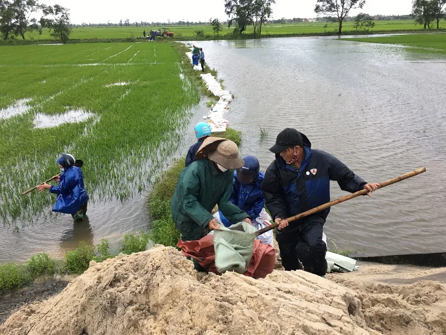 Miền Trung: Dầm mưa cứu lúa và hoa màu khỏi ngập úng ảnh 5