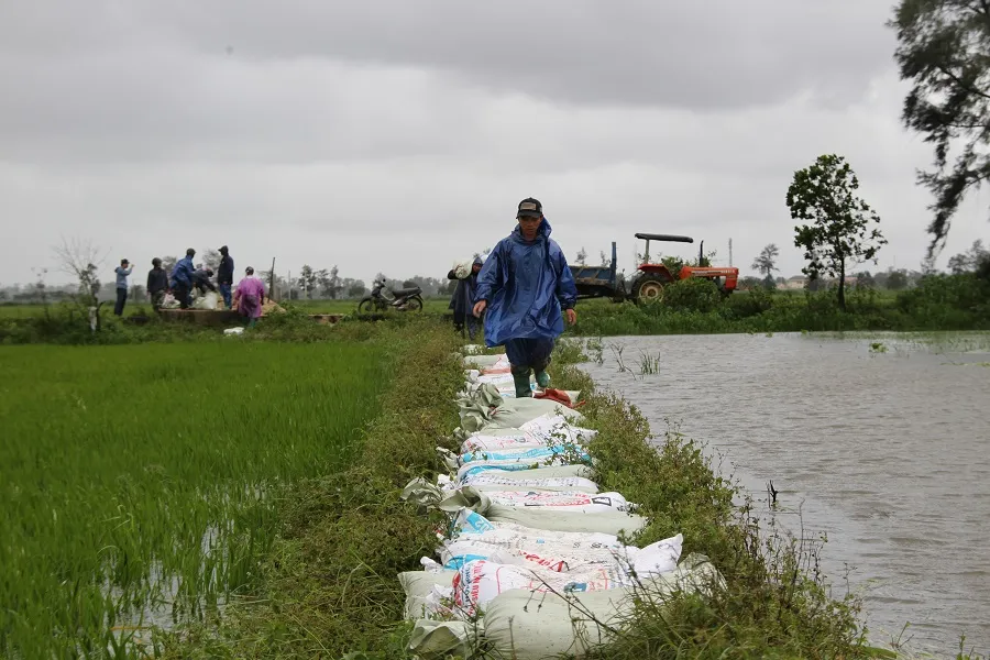 Miền Trung: Dầm mưa cứu lúa và hoa màu khỏi ngập úng ảnh 7