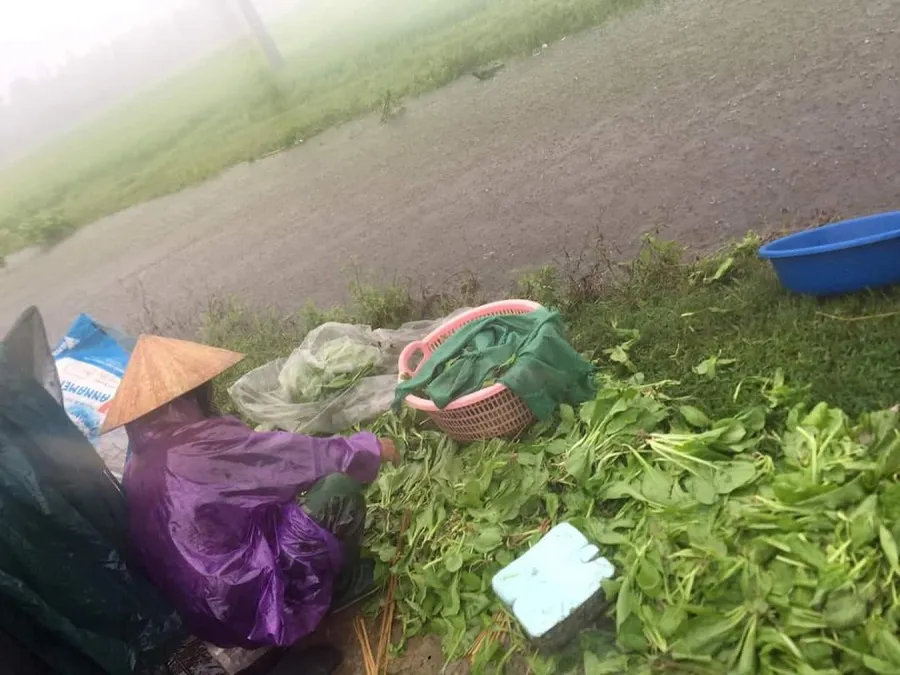 Miền Trung: Dầm mưa cứu lúa và hoa màu khỏi ngập úng ảnh 15