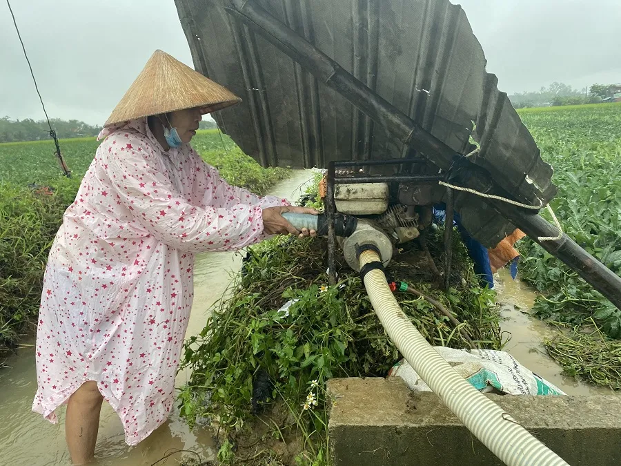 Miền Trung: Dầm mưa cứu lúa và hoa màu khỏi ngập úng ảnh 21