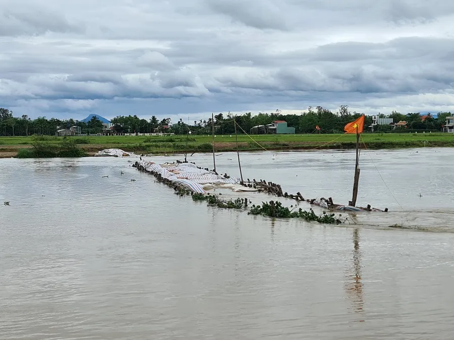 Miền Trung: Dầm mưa cứu lúa và hoa màu khỏi ngập úng ảnh 24