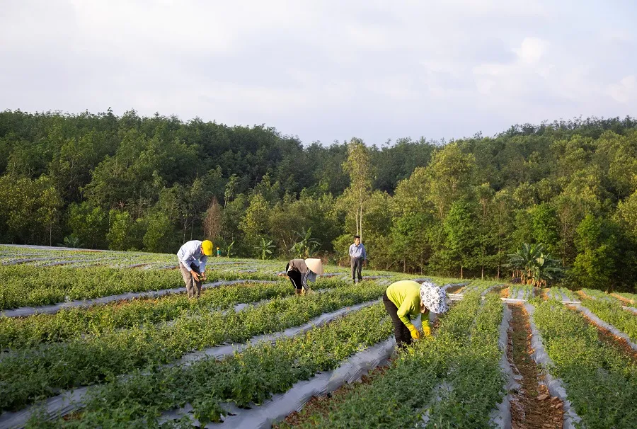 Quảng Trị: Phát triển dược liệu gắn với chương trình OCOP ảnh 1