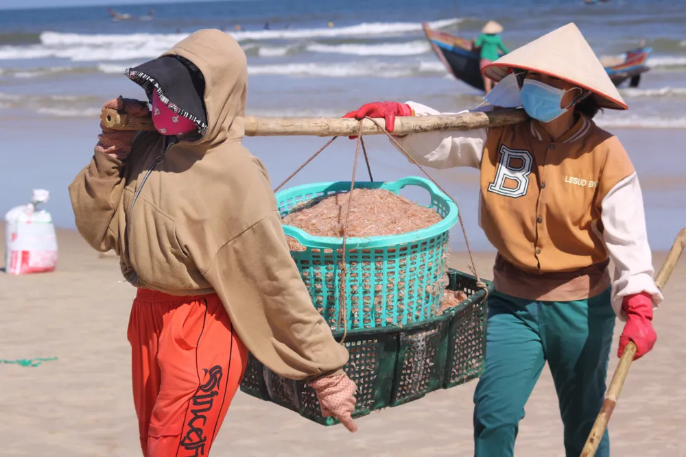 Ngư dân rẽ sóng “săn” hàng tấn ruốc biển mỗi ngày ảnh 11