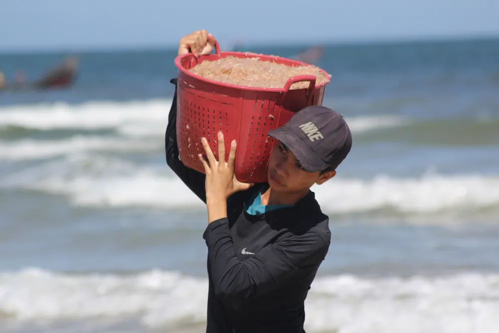 Ngư dân rẽ sóng “săn” hàng tấn ruốc biển mỗi ngày ảnh 5