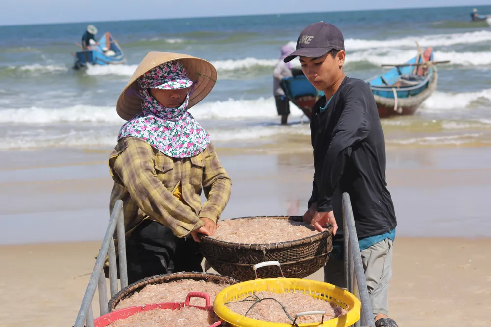 Ngư dân rẽ sóng “săn” hàng tấn ruốc biển mỗi ngày ảnh 4