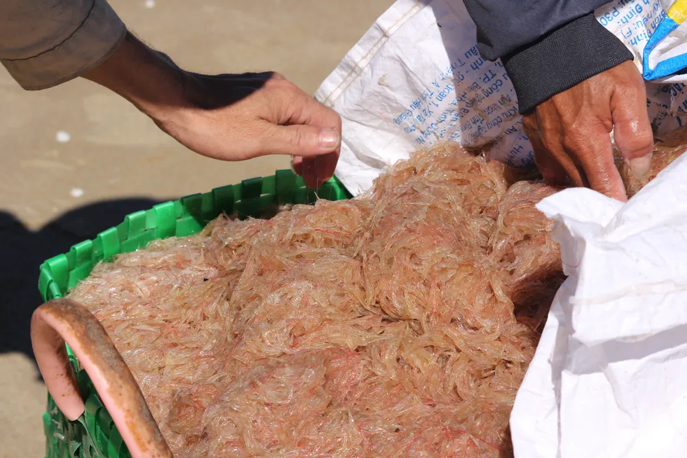 Ngư dân rẽ sóng “săn” hàng tấn ruốc biển mỗi ngày ảnh 6