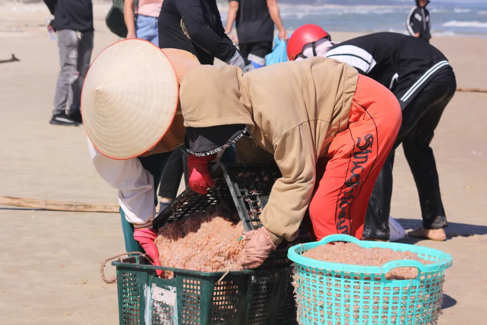 Ngư dân rẽ sóng “săn” hàng tấn ruốc biển mỗi ngày ảnh 8