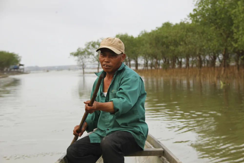 Người dân mưu sinh dưới tán rừng ngập mặn
