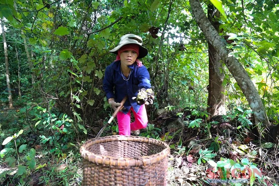 Người dân huyện miền núi Hướng Hóa vào rừng nhặt quả trẩu để kiếm thêm thu nhập