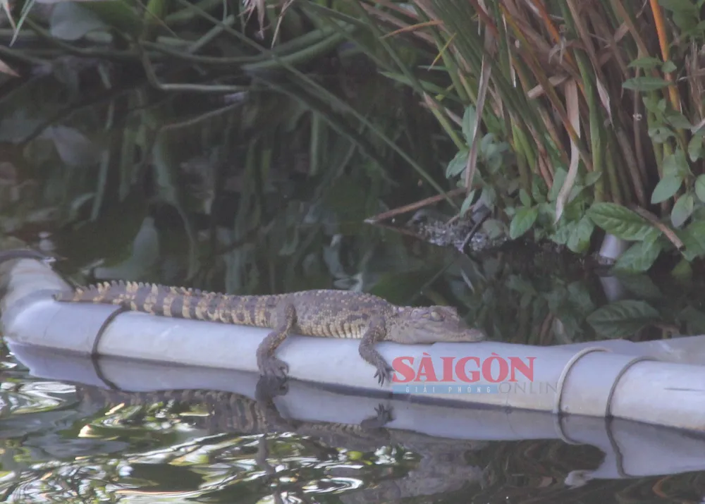 Con vật nghi là cá sấu có chiều dài khoảng 20cm được người dân phát hiện nằm phơi nắng giữa hồ Đại An