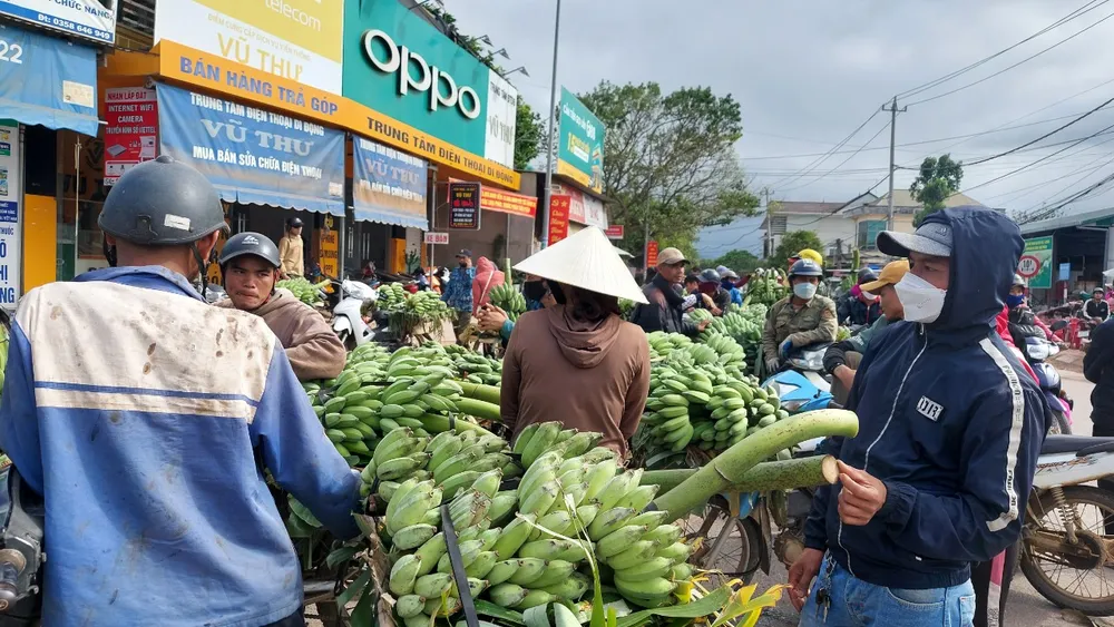 Chợ chuối Tân Long tấp nập cảnh mua bán kéo dài từ sáng sớm đến chiều tối