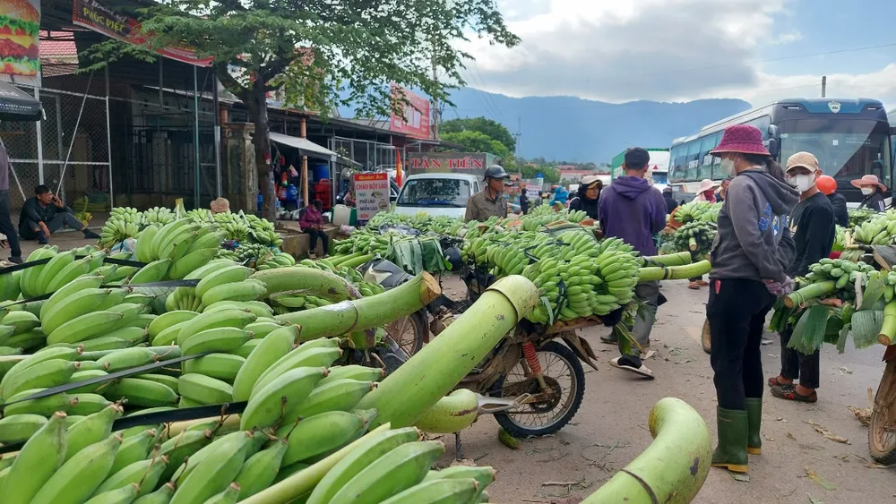 Giá chuối mật mốc cũng phụ thuộc nhiều vào chất lượng của nải chuối
