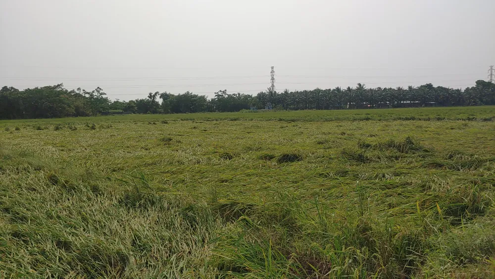 Việc lúa bị ngã đổ sẽ ảnh hưởng rất lớn đến thu hoạch bằng máy, thay vào đó người dân phải gặt thủ công bằng tay. Lúa ngã đổ cũng ảnh hưởng đến chất lượng và năng suất của vụ Đông Xuân 2022 - 2023 Việc lúa bị ngã đổ sẽ ảnh hưởng rất lớn đến thu hoạch bằng máy, thay vào đó người dân phải gặt thủ công bằng tay. Lúa ngã đổ cũng ảnh hưởng đến chất lượng và năng suất của vụ Đông Xuân 2022 - 2023