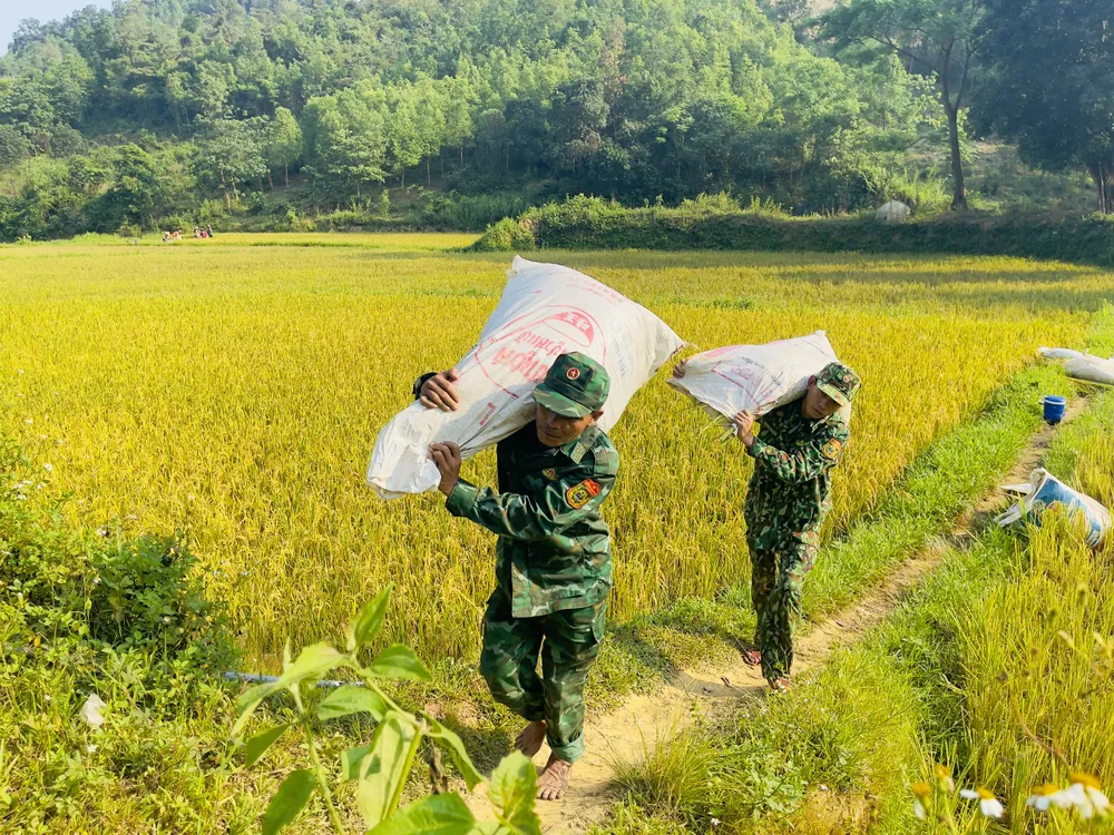 Cán bộ, chiến sĩ biên phòng vác lúa vừa gặt giúp người dân