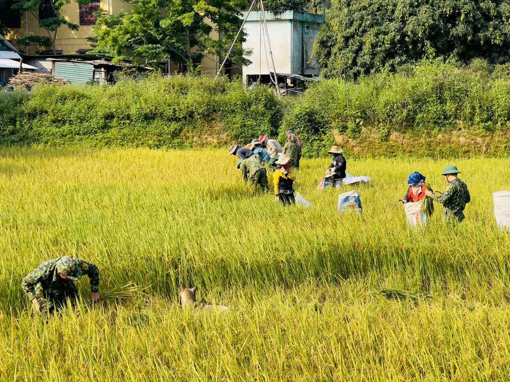 Cán bộ, chiến sĩ Đồn Biên phòng Hướng Lập cùng người dân thôn A Xóc - Cha Lỳ thu hoạch lúa
