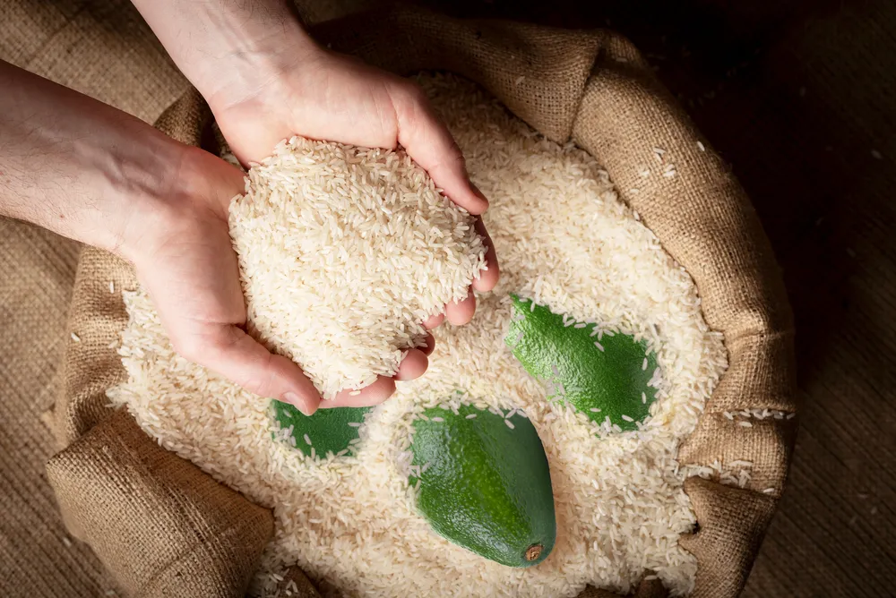 ủ bơ trong thùng gạo để trái cây chín mọng, ngọt mềm.png