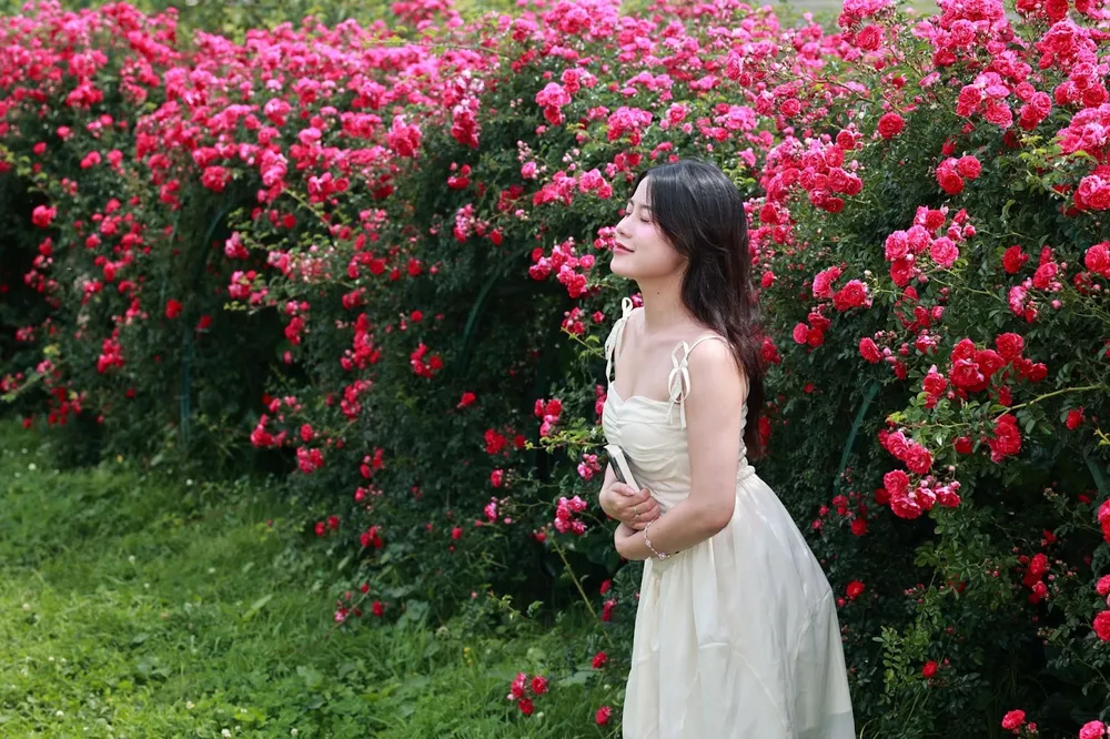 Hoa hồng Fansipan 2.jpg