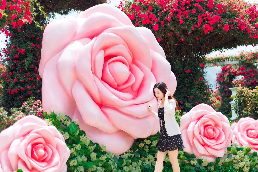 Hoa hồng Fansipan 3.jpg