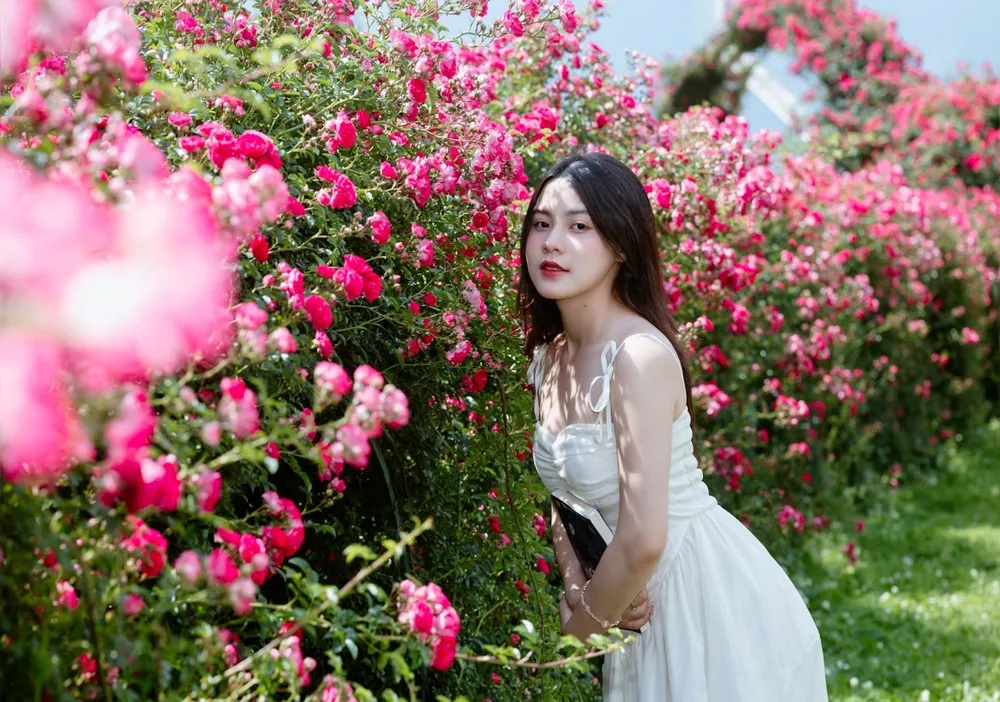 Hoa hồng Fansipan 5.jpg