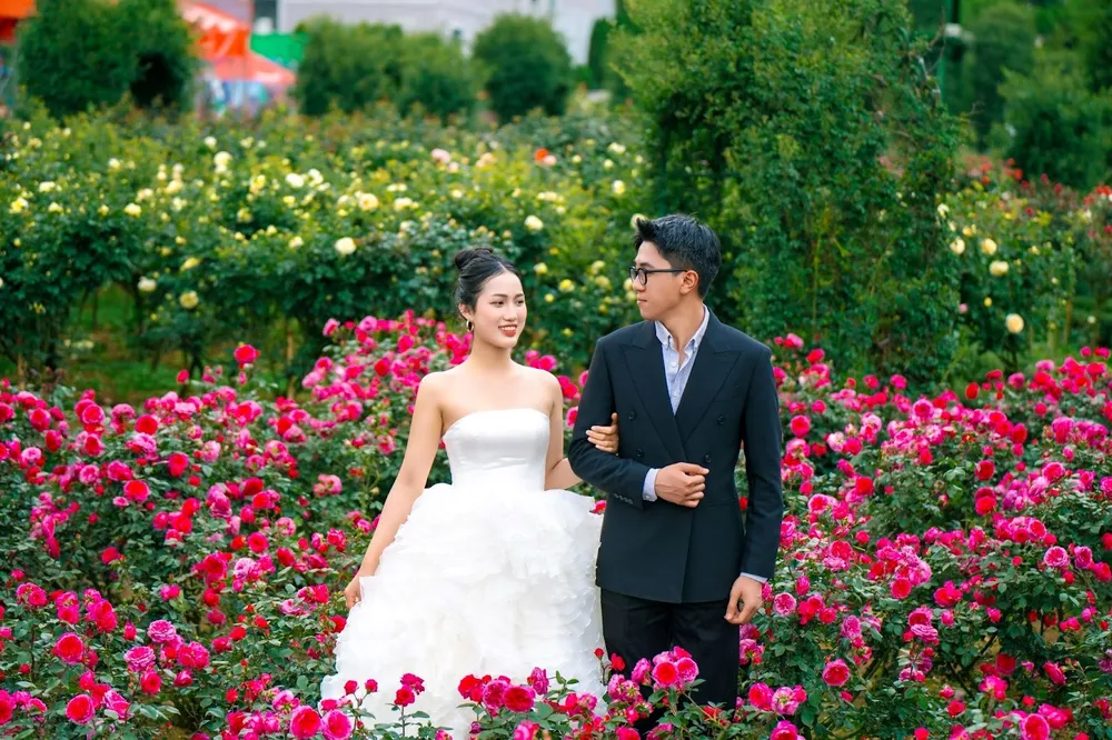 Hoa hồng Fansipan 6.jpg