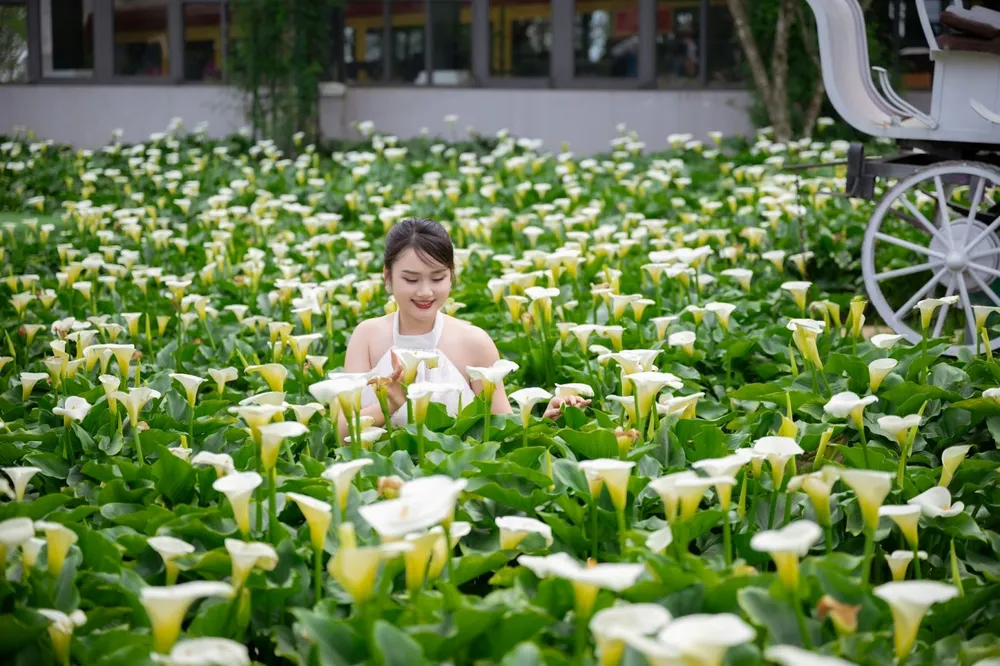 Hoa hồng Fansipan 7.jpg