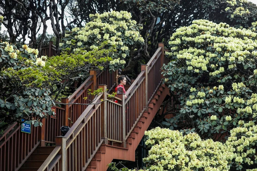 Hoa hồng Fansipan 8.jpg