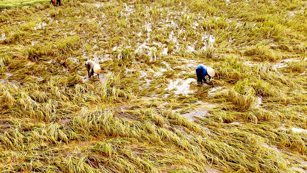 Người dân xã Đông Tiến (tỉnh Thanh Hóa) vớt vát lúa đổ sau bão lũ