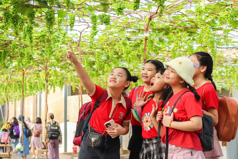 Học sinh TPHCM trải nghiệm vườn nho tại Suối Tiên Farm (Khu Du lịch Văn hóa Suối Tiên, TPHCM). Ảnh: ĐỨC TRUNG