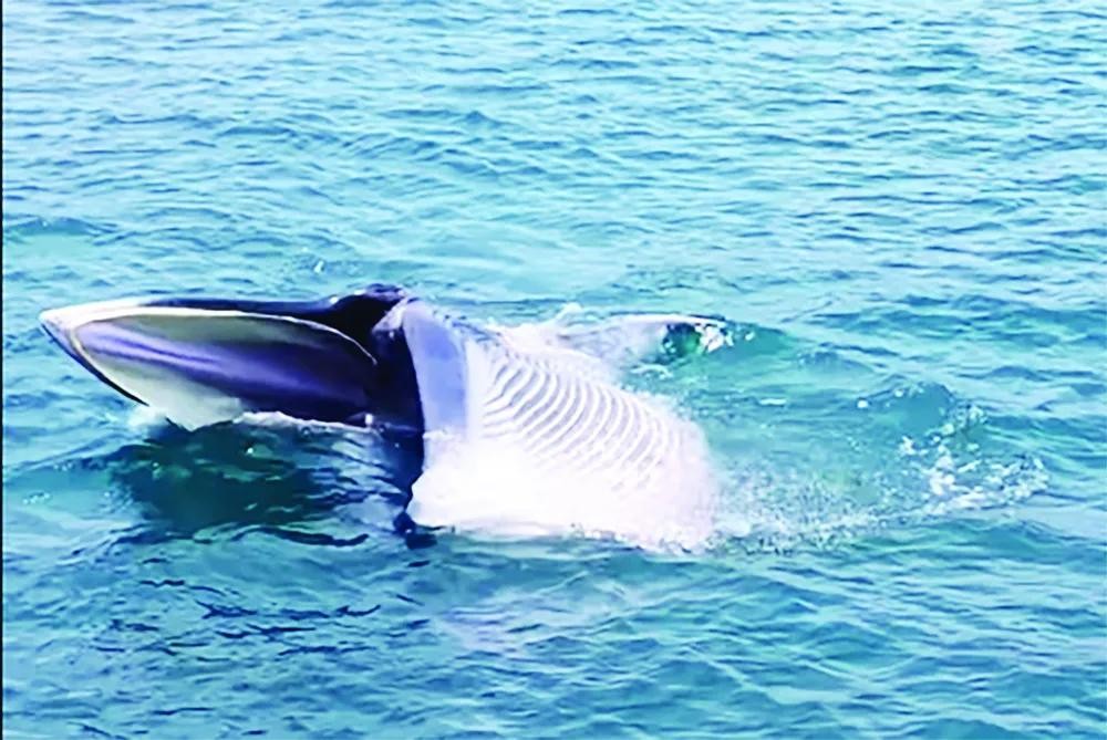 2026年4月24日，鲸鱼在林同省绥丰海域觅食。
