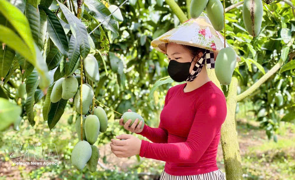 安江省芒果征服多个挑剔市场 。