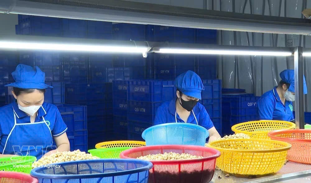 截至2026年10月底，越南腰果仁出口量超过60万吨，出口额超过42亿美元。图片来源：越通社