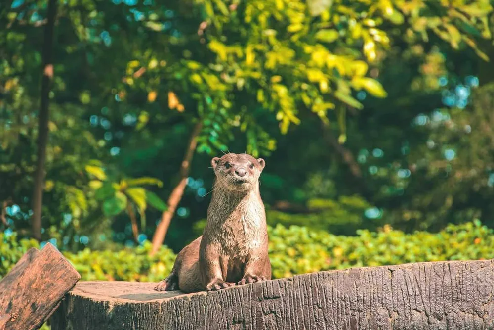 Động vật ở Thảo Cầm Viên