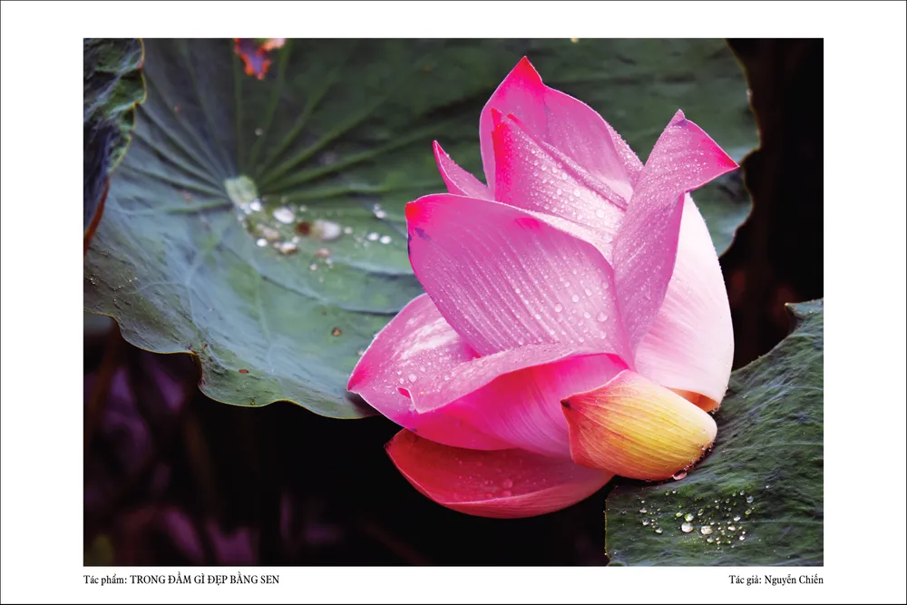 Nguyễn Chiến - Trong đầm gì đẹp bằng sen - 2.jpg