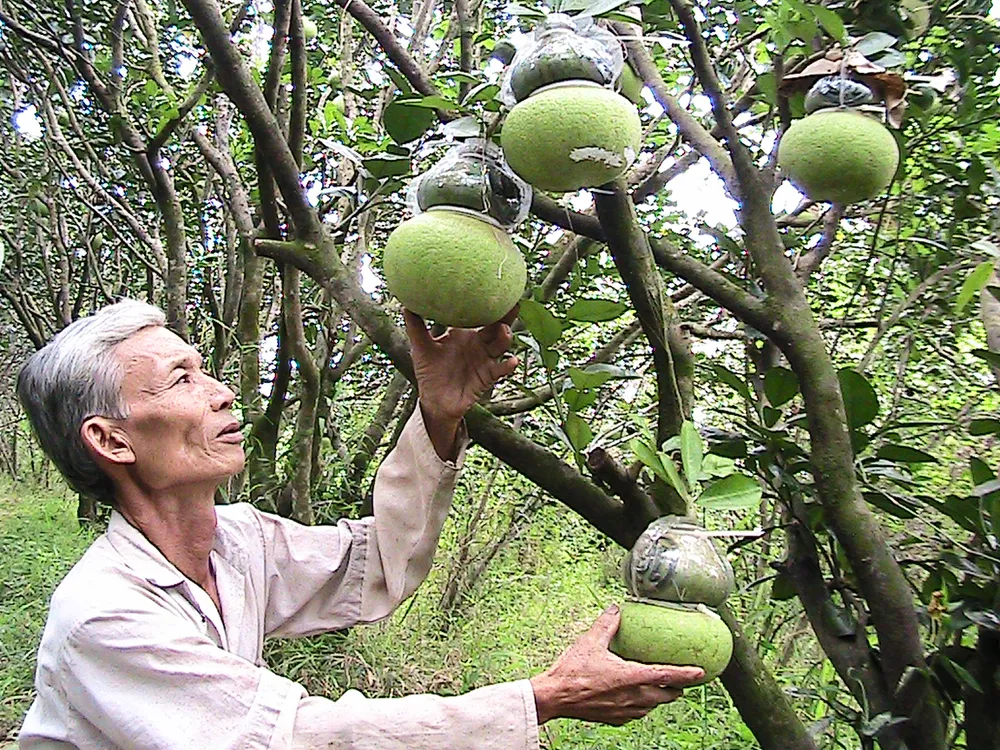 Kết nối cung cầu nông sản chủ lực vùng ĐBSCL ảnh 1