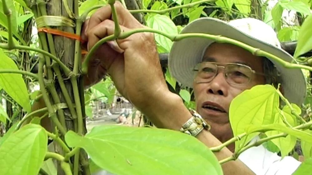 Lá trầu xuất khẩu sang Trung Quốc được giá, người trồng lãi cao ảnh 4