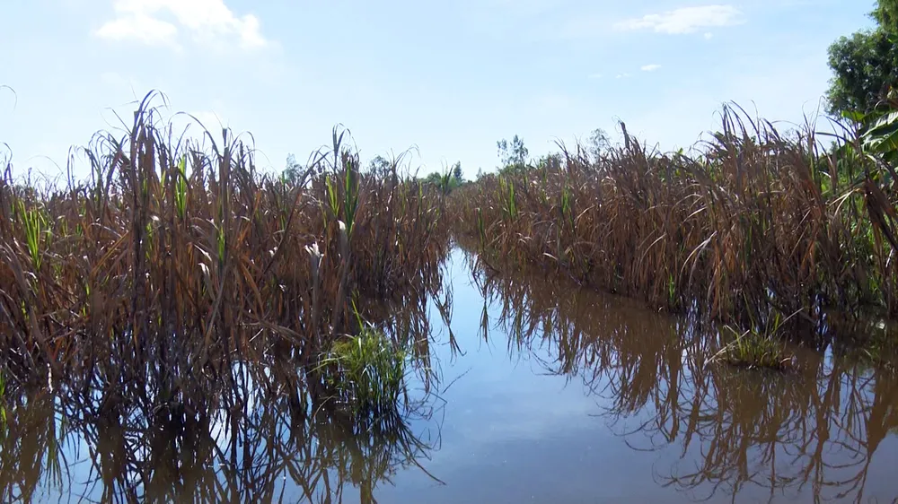 Hơn 100ha mía chết vì lũ, dân trắng tay ảnh 2