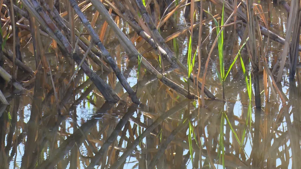Hơn 100ha mía chết vì lũ, dân trắng tay ảnh 1