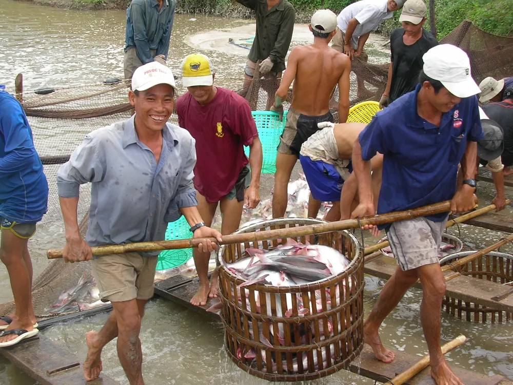 Giá cá tra ĐBSCL tăng cao kỷ lục ảnh 2