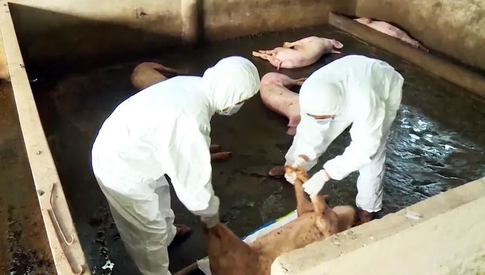 Hậu Giang công bố dịch tả heo châu Phi trên địa bàn hai xã ảnh 1