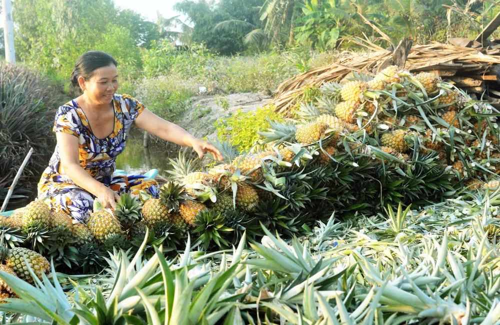 Nhộn nhịp ngày hội Tam nông và sản phẩm làng nghề năm 2019 ở Hậu Giang ảnh 3