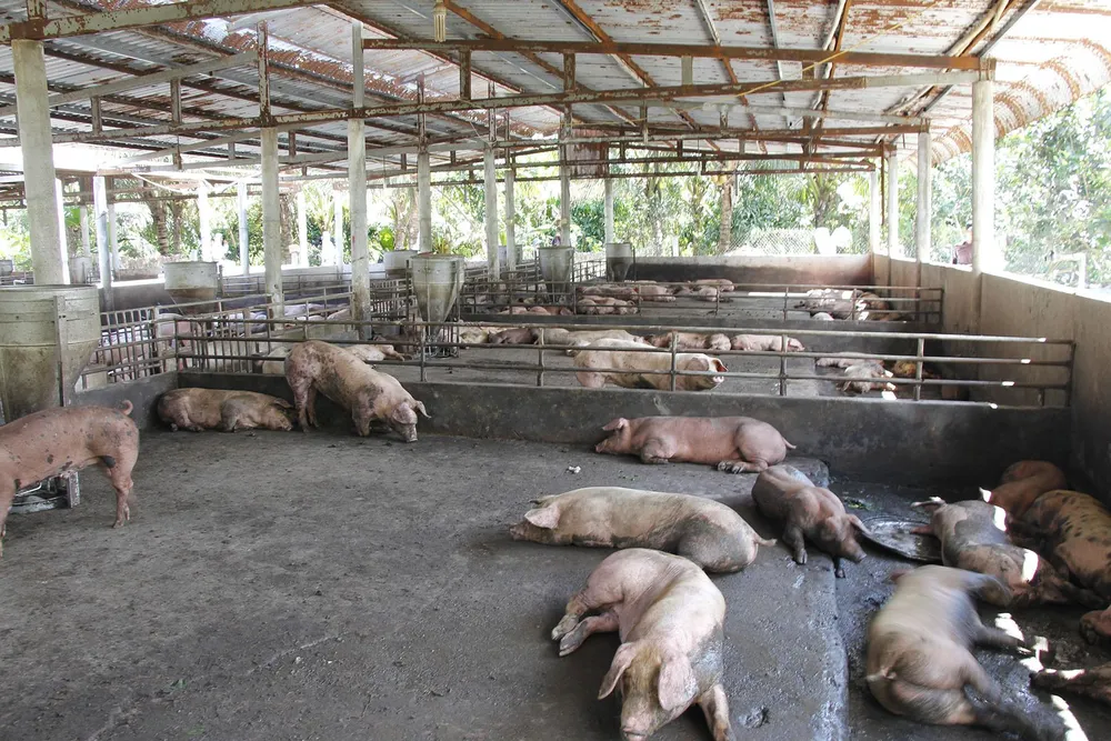 Một hộ dân ở Hậu Giang thiệt hại gần 8 tỷ đồng vì dịch tả heo châu Phi ảnh 1