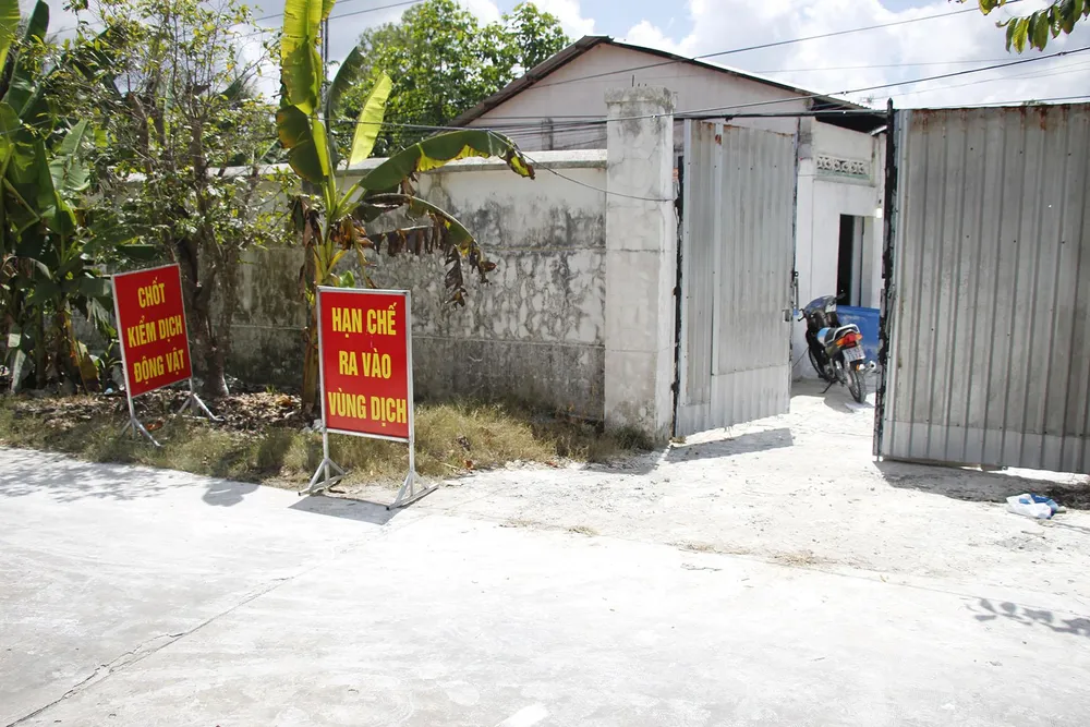 Lo ngại “đặc trưng sông nước” của ĐBSCL khiến dịch tả heo châu Phi lây lan  ảnh 5