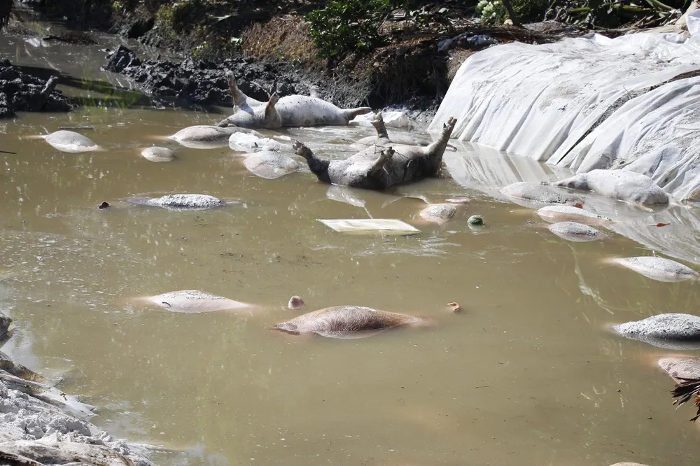 Lo ngại “đặc trưng sông nước” của ĐBSCL khiến dịch tả heo châu Phi lây lan  ảnh 4