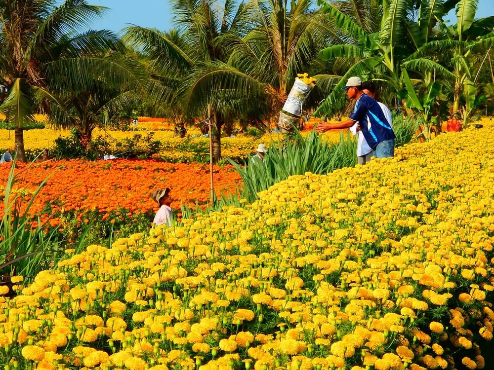 Trái cây tạo hình, hoa kiểng chuẩn bị ra phố chợ ở miền Tây ảnh 4