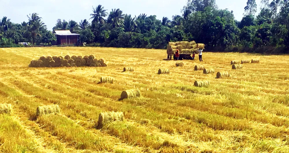 Kiến nghị thông quan gạo nằm tại cảng ảnh 1