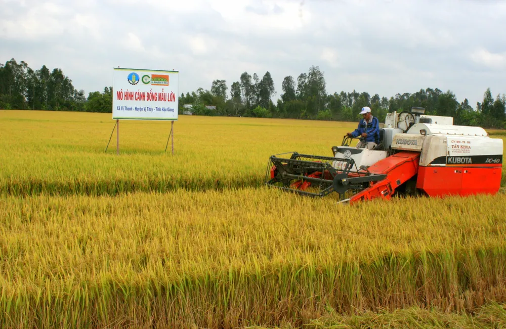 Kiến nghị thông quan gạo nằm tại cảng ảnh 2