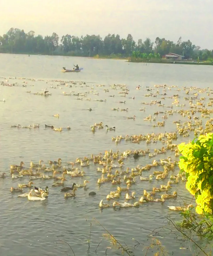 Hậu Giang: Gần 10.000ha lúa, cây ăn trái thiệt hại do mưa lũ ảnh 2