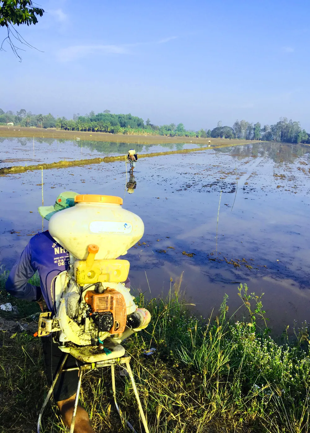 ĐBSCL thiếu khoảng 50.000 - 70.000 tấn lúa giống ảnh 1