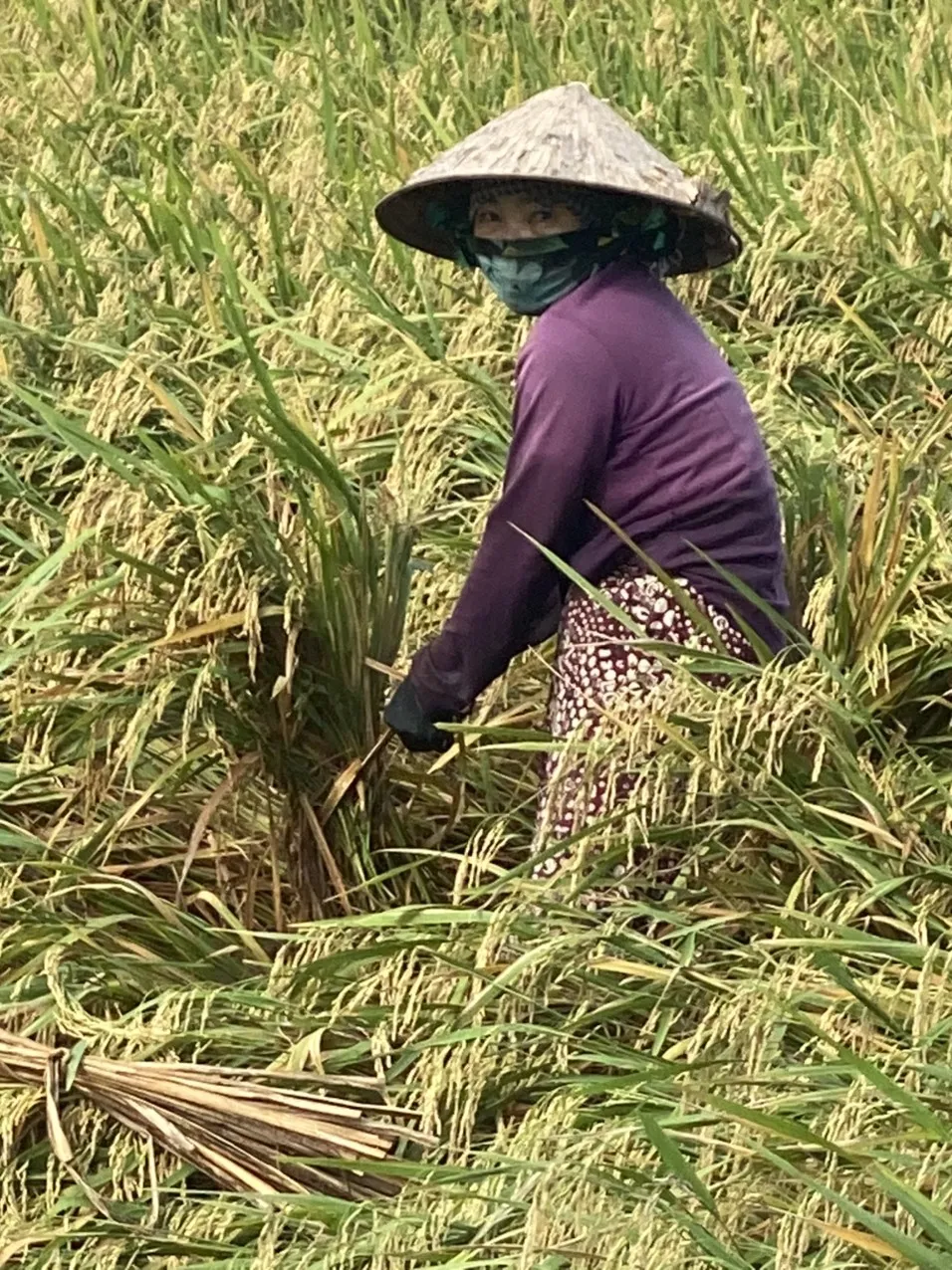 ĐBSCL: Hàng ngàn hécta lúa bị thiệt hại nặng do mưa dông ảnh 3