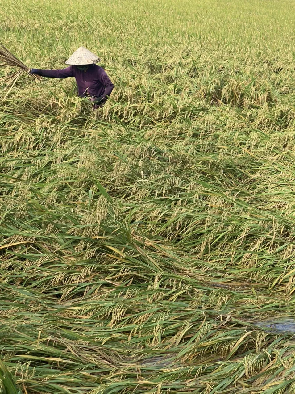 ĐBSCL: Hàng ngàn hécta lúa bị thiệt hại nặng do mưa dông ảnh 1